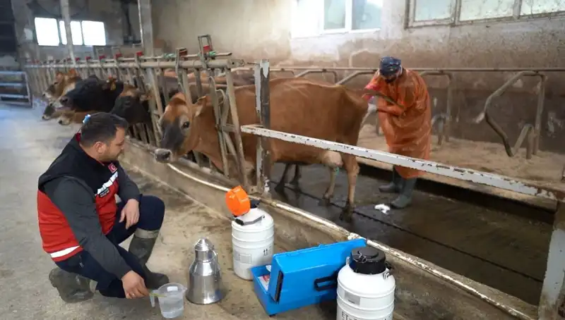 Türkiye'de Tarımda Yeni Çığır: Jersey Sperması ile Hayvancılıkta Devrim