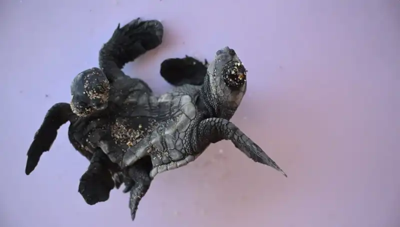 Görenleri Şaşkına Çeviren Siyam İkizi Caretta Carettalar Bulundu