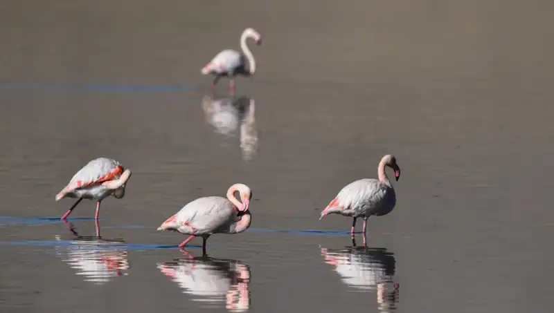 Kuraklık Tehditi: Kuş Cennetinde Flamingo Sayısı Düşüyor!