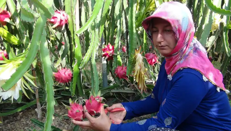 Emekli Olup Pitaya Üretmeye Başlayan Adamın Hikayesi