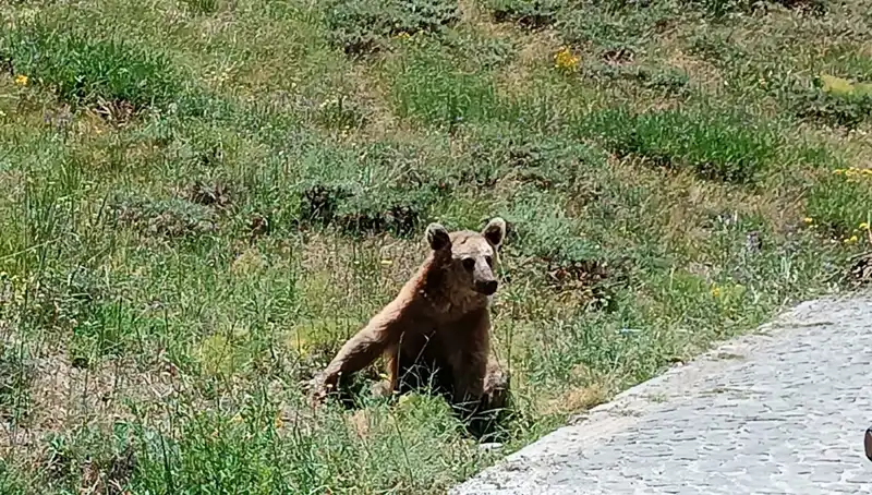 Nemrut Dağı'na Gidenleri Bekleyen Tehlike: Boza İle Uyanın!